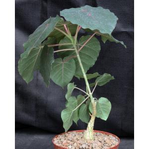 Ficus petiolaris 6-inch pots