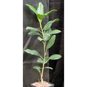 Ficus platypoda one-gallon pots
