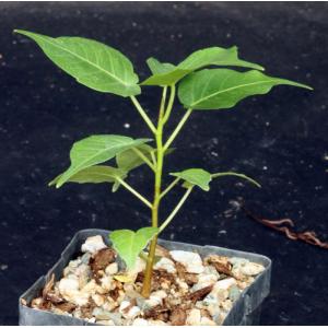Ficus religiosa 4-inch pots