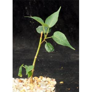 Ficus religiosa 5-inch pots