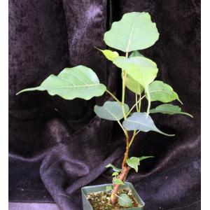 Ficus religiosa one-gallon pots