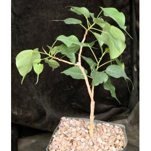 Ficus religiosa one-gallon pots
