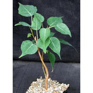Ficus religiosa 5-inch pots