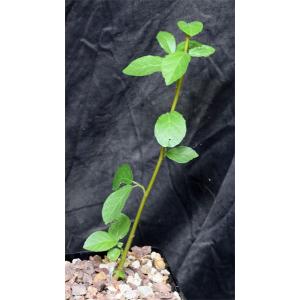 Ficus sycamorus (WY 1214) 5-inch pots