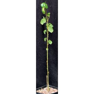 Ficus sycamorus (WY 1214) one-gallon pots