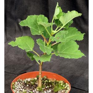 Ficus tettensis 8-inch pots