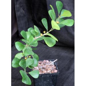 Ficus triangularis 5-inch pots