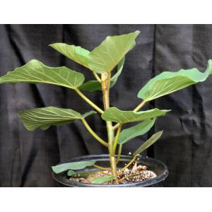 Ficus vasta 5-gallon pots