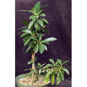 Ficus watkinsiana 8-inch pots