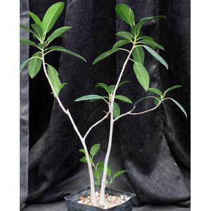 Ficus watkinsiana one-gallon pots