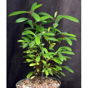 Ficus austrocaledonia 8-inch pots