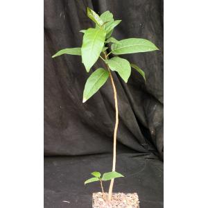 Ficus cordata 5-inch pots