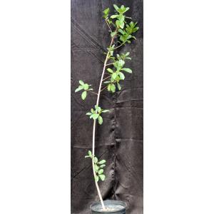 Ficus ilicina 2-gallon pots