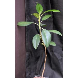 Ficus macrophylla one-gallon pots