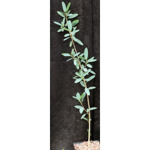 Ficus menabeensis one-gallon pots