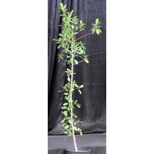Ficus natalensis 5-gallon pots
