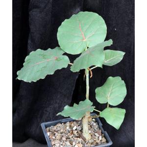 Ficus petiolaris one-gallon pots