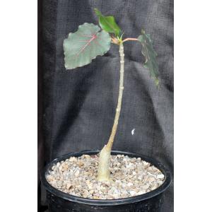 Ficus petiolaris 2-gallon pots