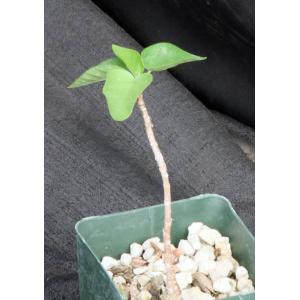 Ficus petiolaris (palmeri) 4-inch pots