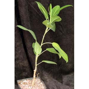 Ficus platypoda 5-inch pots
