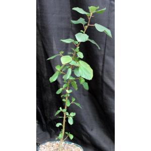 Ficus sycamorus 8-inch pots