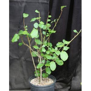 Ficus sycamorus (WY 1214) 2-gallon pots
