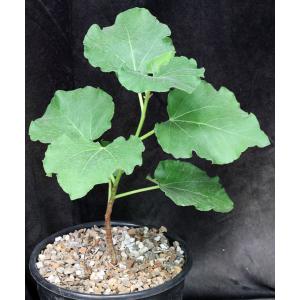 Ficus tettensis 2-gallon pots