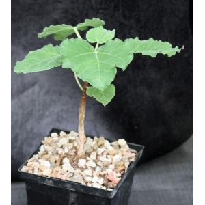Ficus tettensis 5-inch pots