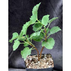 Ficus tettensis one-gallon pots