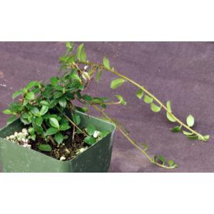 Ficus vaccinioides 4-inch pots