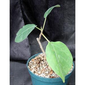Ficus vasta 8-inch pots