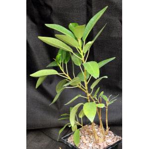 Ficus watkinsiana 5-inch pots