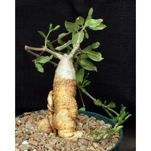 Fockea crispa 8-inch pots