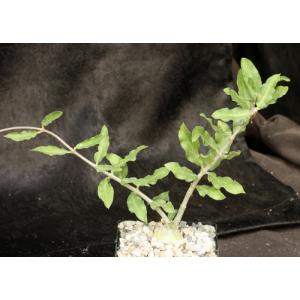 Fockea crispa 4-inch pots