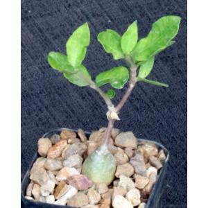 Fockea edulis 2-inch pots