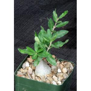 Fockea edulis 4-inch pots
