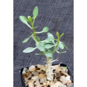 Fouquieria columnaris 2-inch pots