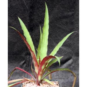 Fosterella villosula 5-inch pots