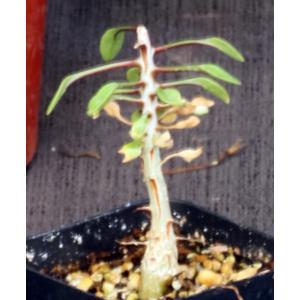 Fouquieria columnaris 2-inch pots