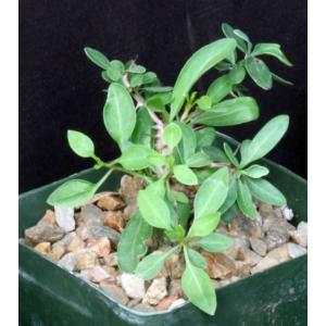 Fouquieria columnaris 4-inch pots