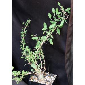 Fouquieria columnaris 5-inch pots
