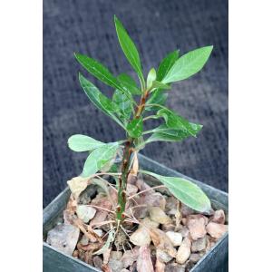 Fouquieria fasciculata 3-inch pots