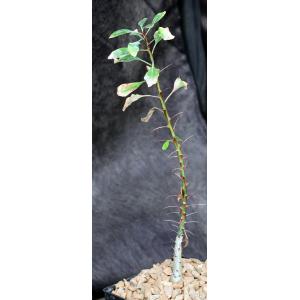 Fouquieria fasciculata 5-inch pots
