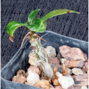 Fouquieria leonilae 2-inch pots