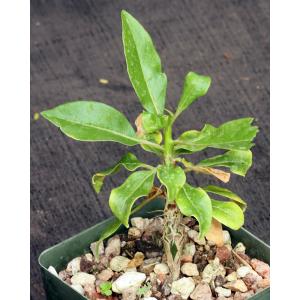 Fouquieria leonilae 4-inch pots