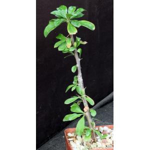 Fouquieria ochoterenae 4-inch pots