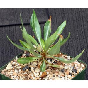 Fouquieria purpusii 4-inch pots