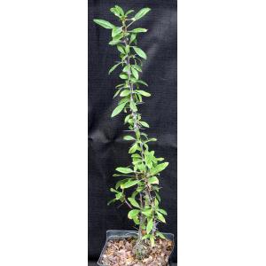 Fouquieria splendens one-gallon pots