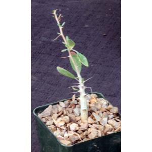 Fouquieria columnaris 4-inch pots