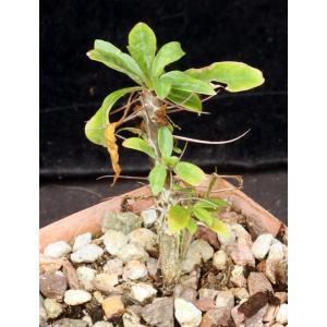 Fouquieria leonilae 4-inch pots